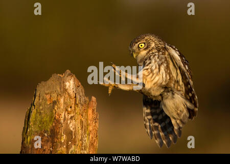 Little Owl (Athene noctua) landing on perch, UK, May. Stock Photo