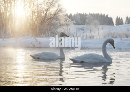 Whooper swans (Cygnus cygnus) swimming in winter, Norway, February. Stock Photo
