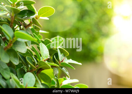 green leaves green bokeh background in sunny day Stock Photo
