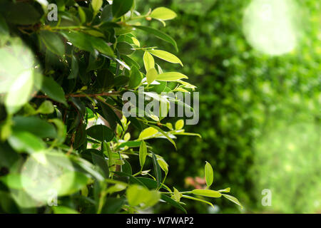 green leaves green bokeh background in sunny day Stock Photo