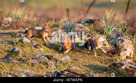 Ethiopian Wolf (Canis simensis) pups playing, Bale Mountains National Park, Ethiopia. Stock Photo