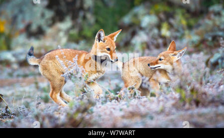 Ethiopian Wolf (Canis simensis) pups playing, Bale Mountains National Park, Ethiopia. Stock Photo