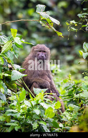 Olive baboon (Papio anubis) Harenna Forest. Bale Mountains National Park, Ethiopia. Stock Photo