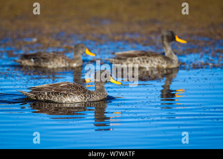 Yellow-billed Ducks (Anas undulata) Bale Mountains National Park, Ethiopia. Stock Photo