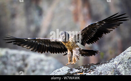 Juvenile Bearded Vulture (Gypaetus barbatus) landing, Bale Mountains National Park, Ethiopia. Stock Photo