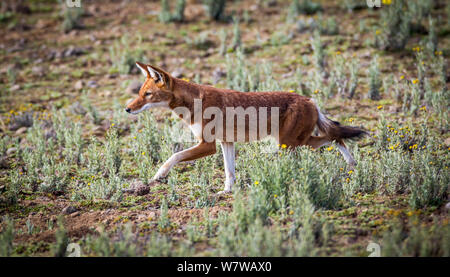 Ethiopian Wolf (Canis simensis) hunting rats, Bale Mountains National Park, Ethiopia. Stock Photo