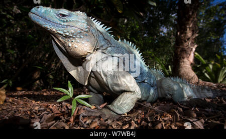 Grand Cayman Island blue iguana (Cyclura lewisi)  in captive breeding program at Queen Elizabeth II Botanic Park, Grand Cayman Island, Cayman Islands. Stock Photo