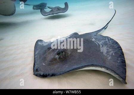 Southern stingray (Dasyatis americana) at Stingray City. Grand Cayman Island, Cayman Islands. Stock Photo