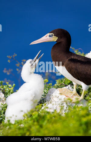 Brown boobies (Sula leucogaster) with chick on on the cliffs at Cayman Brac, Cayman Islands. Stock Photo
