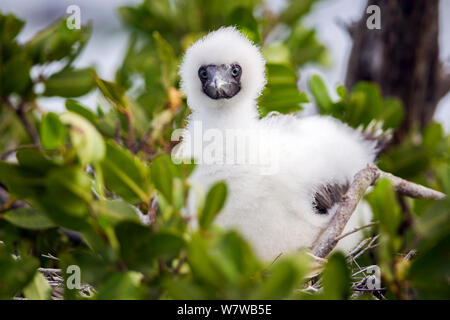 Red-footed booby chick (Sula sula) Little Cayman, Cayman Islands. Stock Photo