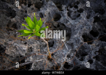 Frangipani (Plumeria) growing from jagged limestone, Little Cayman Island, Cayman Islands. Stock Photo