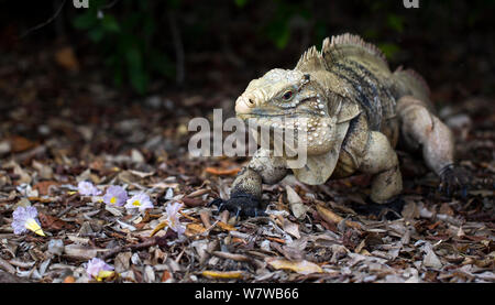 Cayman Island Brown Iguana (Cyclura nubila caymanensis) Cayman Brac Island, Cayman Islands. Stock Photo