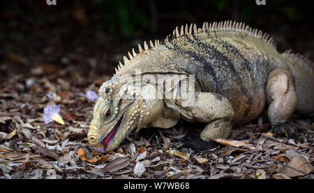 Cayman Island Brown Iguana (Cyclura nubila caymanensis) Cayman Brac Island, Cayman Islands. Stock Photo