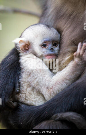 Yunnan Snub-nosed Monkey (Rhinopithecus bieti) baby clinging to mother, Yunnan Province, China. Stock Photo