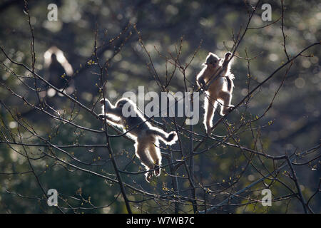 Yunnan Snub-nosed Monkey (Rhinopithecus bieti) three playing in tree backlit by morning sun,Yunnan Province, China. Stock Photo