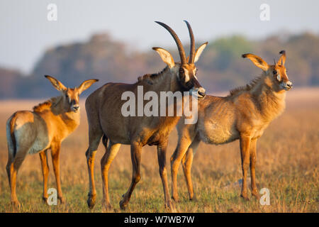 Roan antelope (Hippotragus equinus) herd,  Busanga Plains, Kafue National Park, Zambia. Stock Photo