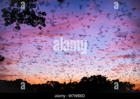Mass of Straw-coloured fruit bat (Eidolon helvum) in flight at dawn, Kasanka National Park, Zambia.