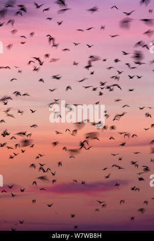 Mass of Straw-coloured fruit bat (Eidolon helvum) in flight, Kasanka National Park, Zambia. Stock Photo