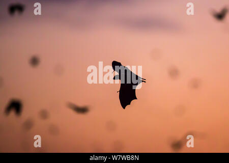 Straw-coloured fruit bat (Eidolon helvum) in flight, Kasanka National Park, Zambia. Stock Photo