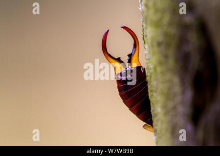 UK wildlife: Tail of a common earwig (Forficula auricularia) wedged in a crevice of a fencepost Stock Photo