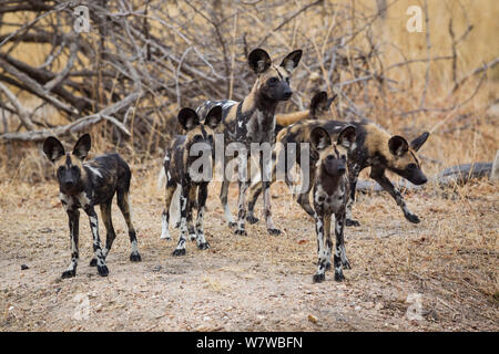 African wild dog pack (Lycaon pictus), South Luangwa National Park, Zambia. November. Stock Photo