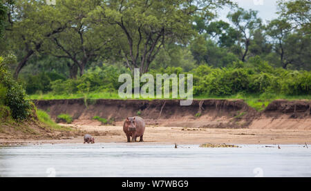 Hippopotamus (Hippopotamus amphibius) mother standing between her newborn baby and a Nile crocodile (Crocodylus niloticus) on a riverbank, South Luangwa National Park, Zambia. January. Stock Photo
