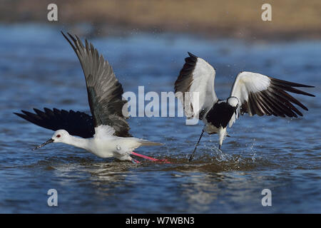 Black winged stilt (Himantopus himantopus) in territorial fight with Blacksmith plover (Vanellus armatus) taking off, Chobe River, Botswana, May. Stock Photo