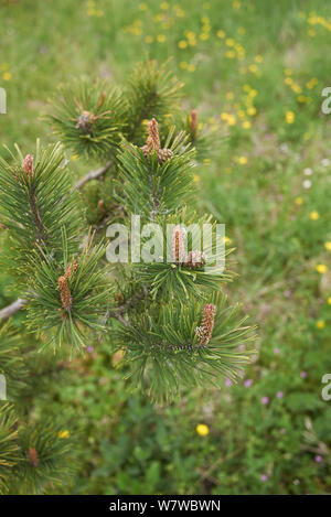 branch close up of Pinus mugo conifer tree Stock Photo