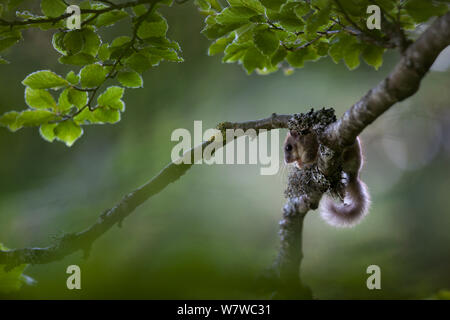 Edible dormouse (Glis glis) on beech tree branch, Black Forest, Baden-Wurttemberg, Germany. May. Stock Photo