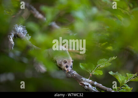 Edible dormouse (Glis glis) on beech branch, Black Forest, Baden-Wurttemberg, Germany. May. Stock Photo