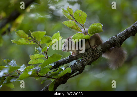 Edible dormouse (Glis glis) on beech tree branch, Black Forest, Baden-Wurttemberg, Germany. May. Stock Photo