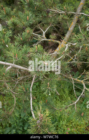 branch close up of Pinus mugo conifer tree Stock Photo