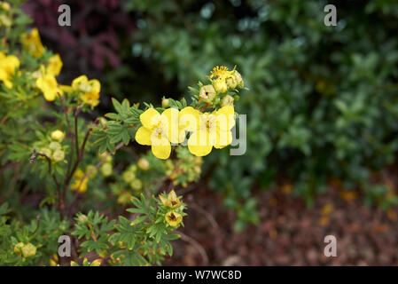 Dasiphora fruticosa shrub in bloom Stock Photo