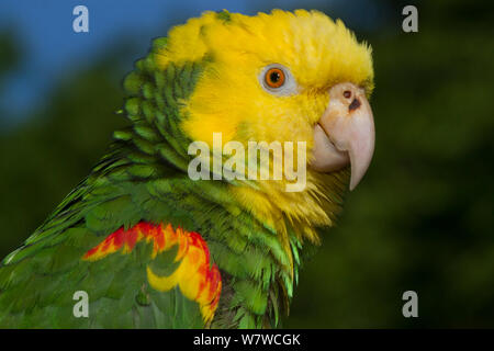 Yellow-Headed Amazon Parrot (Amazona oratrix) captive, native central America. Endangered species. Stock Photo