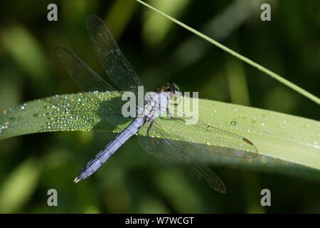 Eastern Pondhawk Dragonfly (Erythemis simplicicollis) resting on dewy leaf shortly after dawn, North Guilford, Connecticut, USA, July. Stock Photo