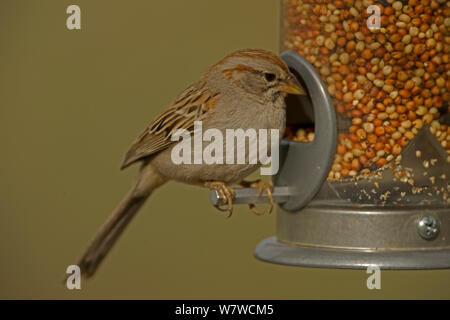 Rufous-winged sparrow (Peucaea carpalis) feeding from a bird feeder, Arizona, USA, March. Stock Photo