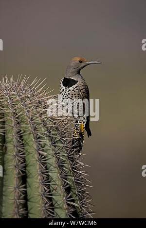 Female Northern flicker (Colaptes auratus), Arizona, USA, February. Stock Photo
