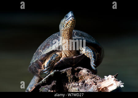 Black wood turtle (Rhinoclemmys funerea) close-up Stock Photo - Alamy