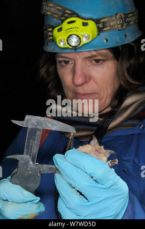 Dr. Fiona Mathews using calipers to measure the wing bone of a Greater horseshoe bat (Rhinolophus ferrumequinum) during a winter hibernation survey in an old Bath stone mine, Wiltshire, UK, February. Model released. Stock Photo