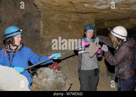 Dr. Fiona Mathews holding a long-handled net as co-workers take out a hibernating Greater horseshoe bat (Rhinolophus ferrumequinum) she has caught with it during a survey in an old Bath stone mine, Wiltshire, UK, February. Model released. Stock Photo