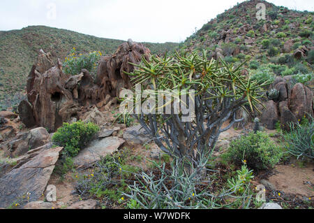 Succulent plants including Quiver trees (Aloe dichotoma) and (Euphorbia sp) in rocky terrain, Richtersveld National Park and World Heritage Site, Northern Cape, South Africa, August 2011. Stock Photo