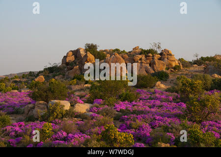 Fynbos in flower including Ice plants (Drosanthemum hispidum) Namaqualand, Northern Cape, South Africa, August. Stock Photo