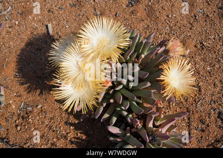 Vygie (Cheiridopsis sp) in flower, Goegap Nature Reserve, Namaqualand, Northern Cape, South Africa, August. Stock Photo