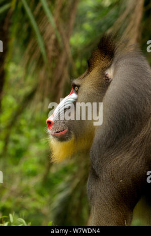 Mandrill male (Mandrillus sphinx) profile, Lekedi National park, Gabon, June. Stock Photo