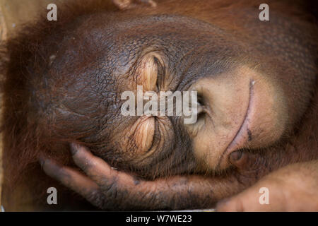 Bornean orangutan (Pongo pygmaeus) juvenile sleeping peacefully, Nyaru Menteng Care Centre, Central Kalimantan, Borneo. Stock Photo