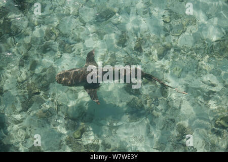 Lemon shark (Negaprion brevirostris) swimming in shallows on Heron Island, Great Barrier Reef, Australia. Stock Photo