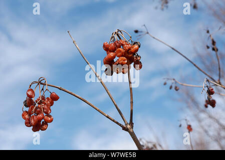 red fruit of Viburnum opulus shrub in winter Stock Photo