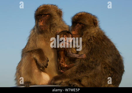 Barbary macaque (Macaca sylvanus) males with baby, as a bridging behaviour to reduce aggression and form social bonds, Upper Rock area of the Gibraltar Nature Reserve, Rock of Gibraltar, June. Stock Photo