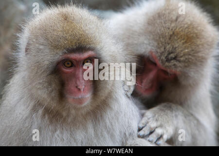 Japanese macaque (Macaca fuscata) grooming near hot spring, Jigokudani, Yaenkoen, Nagano, Japan, February. Stock Photo