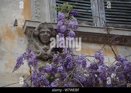 purple wisteria climbing on an old stone wall and sculpure Stock Photo